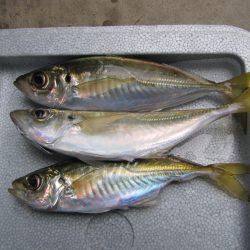 釣り初め　アジング